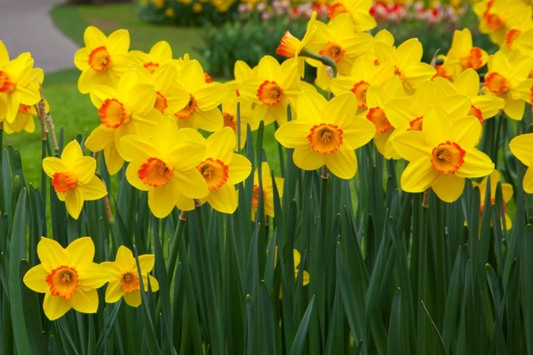 Send Daffodil Bouquets Flowers