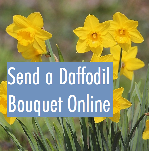 Send Daffodil Bouquets Flowers
